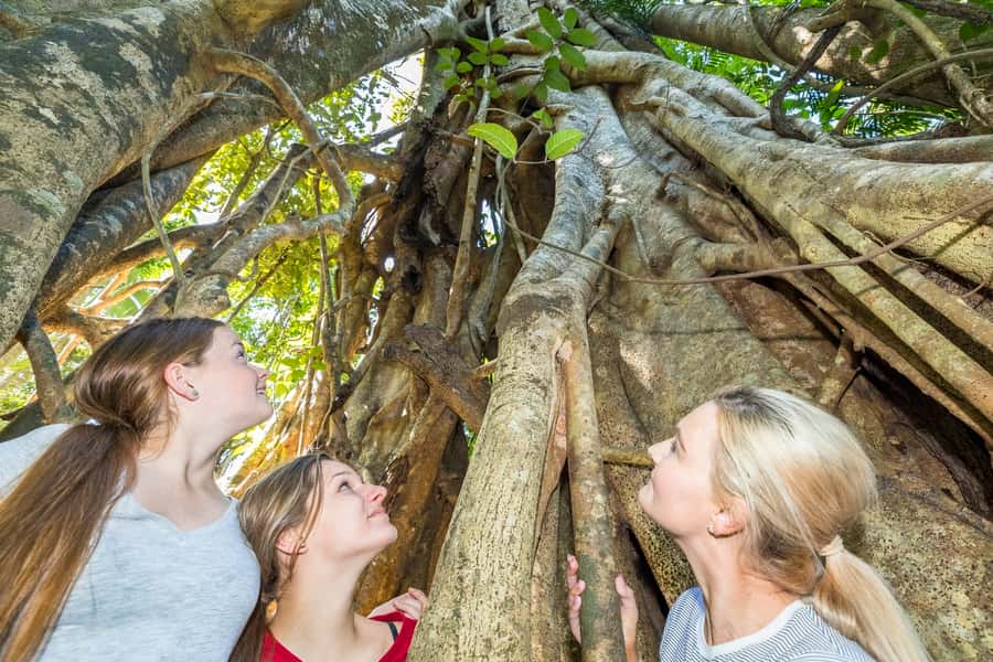 Airlie Beach: Segway Rainforest Discovery Tour - Key points at a glance