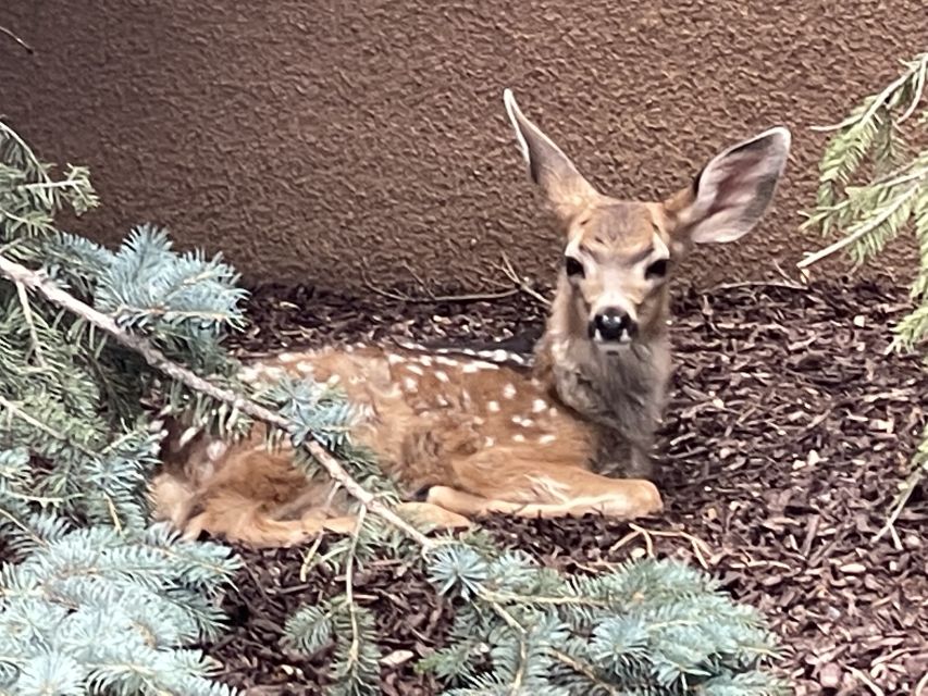 Cheyenne Cañon Art and Nature Segway Tour - Who should book this experience?