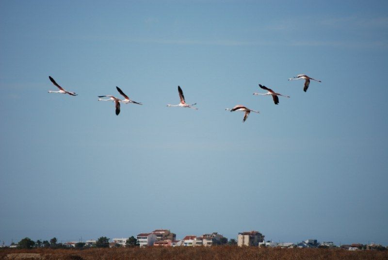 Faro: Ria Formosa Natural Park Segway Tour & Birdwatching - Riding the paths around Ludo