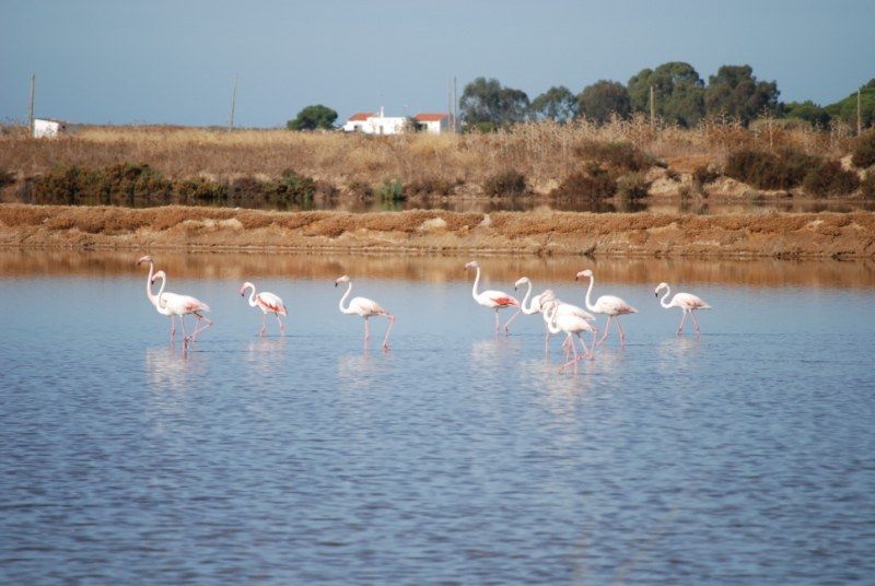 Faro: Ria Formosa Natural Park Segway Tour & Birdwatching - More than birds: plants, salt, and local life