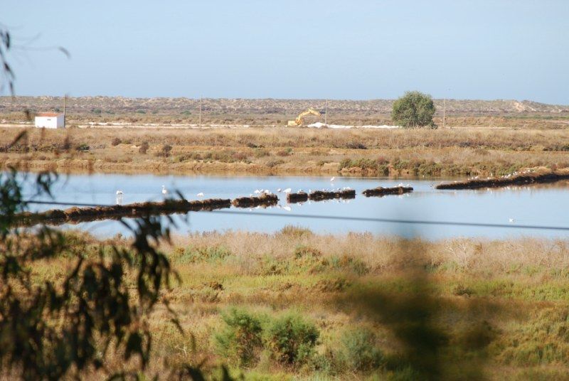 Faro: Ria Formosa Natural Park Segway Tour & Birdwatching - Starting near Faro Beach and getting your balance