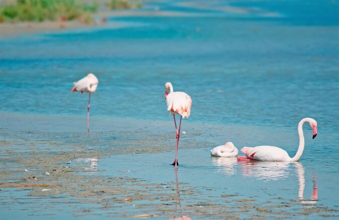Flamingos Sightseeing Segway Tour - Key points before you book