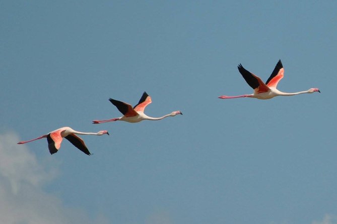 Flamingos Sightseeing Segway Tour - Why this tour works well in Cagliari