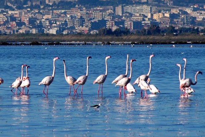 Flamingos Sightseeing Segway Tour - Learning the Segway before the harbor ride