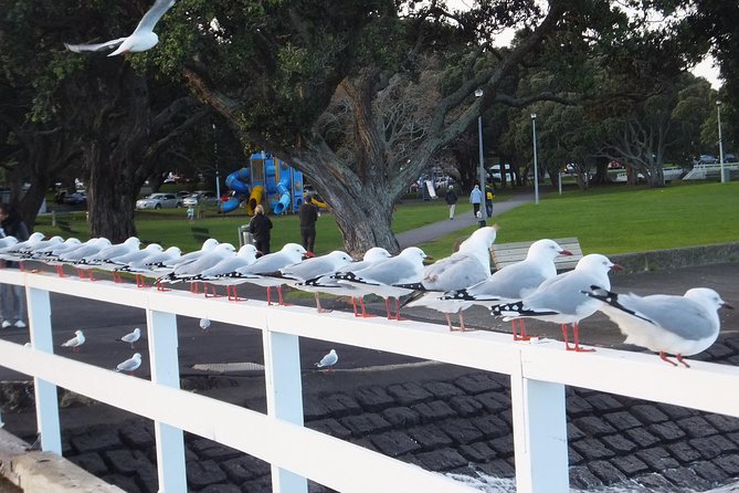 Guided North Head Fort Segway Tour in Devonport Auckland - The value of Pauline’s guiding style