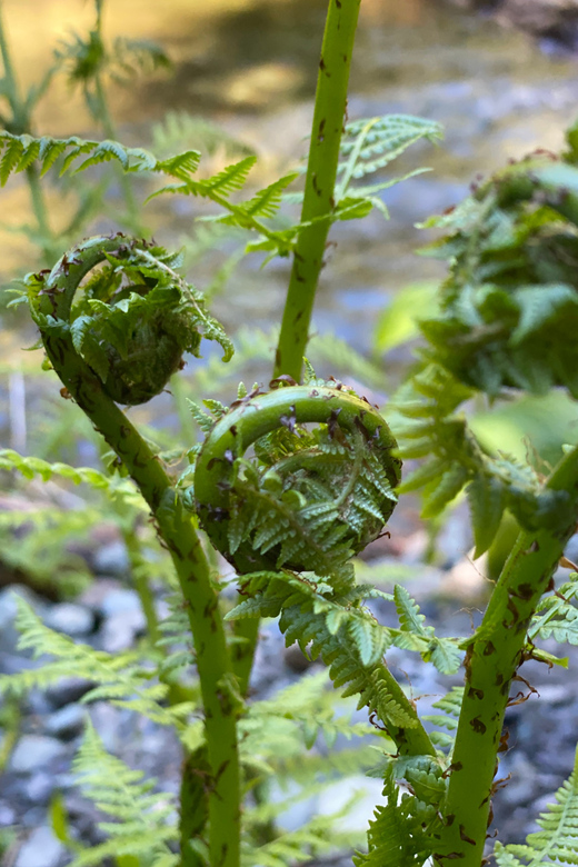 Juneau: Rainforest Photo Safari on a Segway - From Franklin Street to the forest