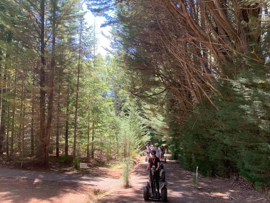 Launceston: Hollybank Forest Guided Segway Tour with Photos - Riding the easy and harder forest paths