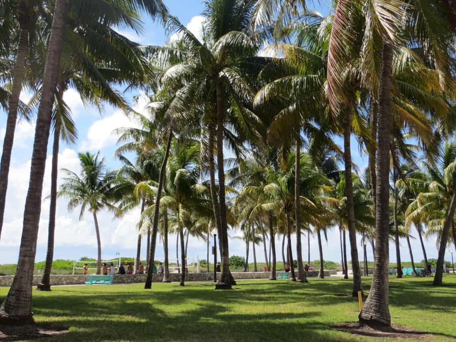 Miami Beach: 1-Hour Segway Glide - What $41 Buys You