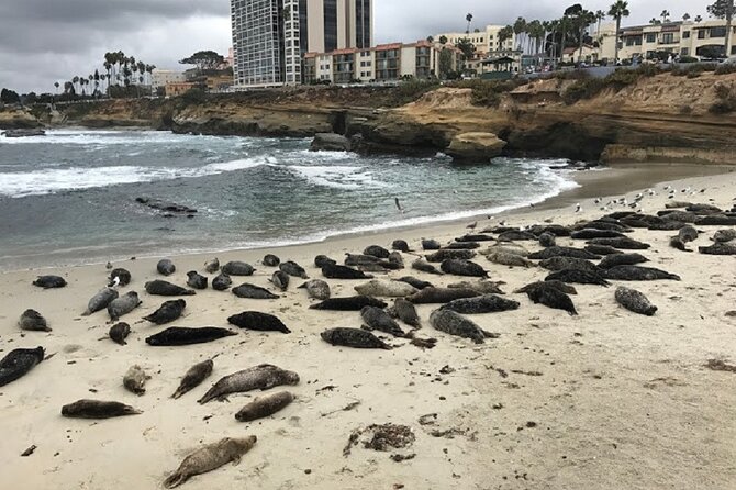 Private Segway Experience Through La Jolla - Key things to know before you book