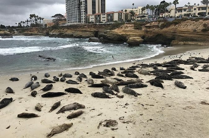 Private Segway Experience Through La Jolla - Views of the pools, sea lions, and open water
