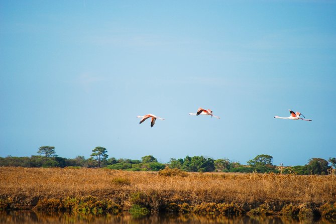 Ria Formosa Natural Park Birdwatching Segway Tour from Faro - Ria Formosa, seen from two wheels
