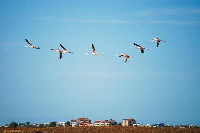 Ria Formosa Natural Park Birdwatching Segway Tour from Faro - Ludo, the main birdwatching stop