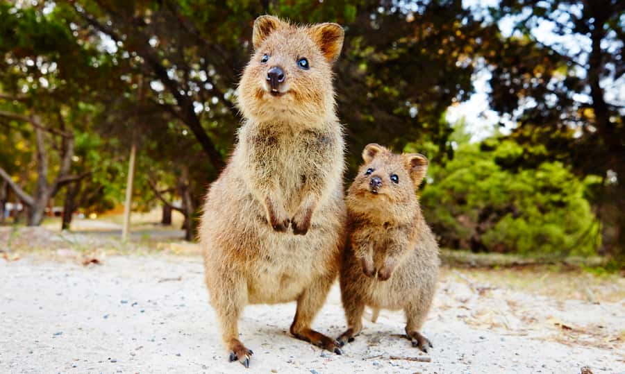 Rottnest Island Segway 1-Hour Settlement Tour - Meeting at Bedford Avenue after the ferry