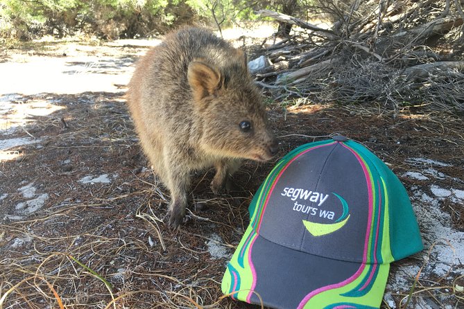 Rottnest Island Segway Tour: Fortress Adventure Tour - Paterson Beach and Henrietta Rocks bring back the coast
