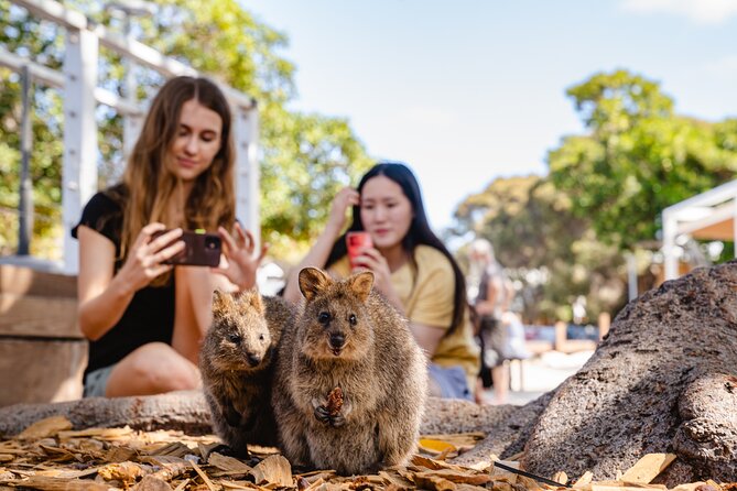 Rottnest Island Segway Tour: Settlement Explorer Tour - What the one-hour format gives you