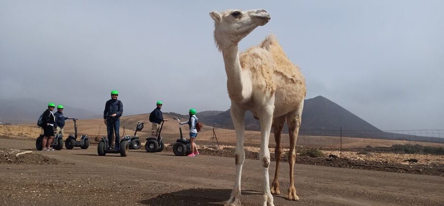 Tiscamanita: Segway Tour, Aloe Vera Farm & Mills Museum - Who will enjoy this most?