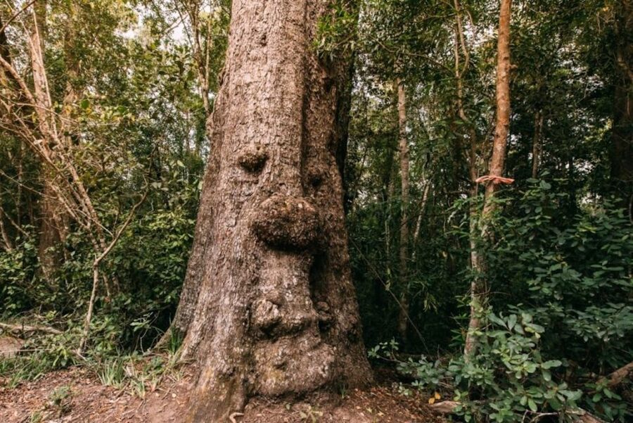 Tsitsikamma National Park: 1 or 2-Hour Segway Tour - The one-hour route: village, forest road, and local nature